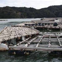 南太平洋・トンガ沖の海底火山噴火の影響で流されて重なり合ったカキの養殖いかだ＝17日午後、三重県鳥羽市