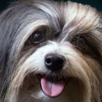 インモービレ、子犬とたわむれる