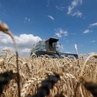 ウクライナの首都キエフ近郊の小麦畑＝2020年7月（ロイター＝共同）