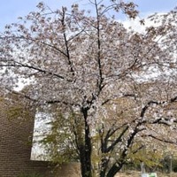 大阪公立大の構内で開花したヤマザクラ＝3月、堺市（青野靖之准教授提供）