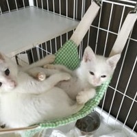 日本動物虐待防止協会が運営するカフェの保護猫＝2020年7月、横浜市（同協会提供）