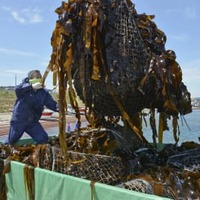 北方領土・歯舞群島の貝殻島周辺の漁で水揚げされたコンブ＝2021年6月、北海道根室市