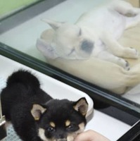 ペットショップに並ぶ子犬＝2019年、東京都内