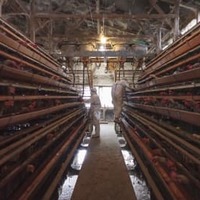 高病原性鳥インフルエンザが確認された養鶏場の殺処分作業＝1日午前、香川県観音寺市（同県提供）