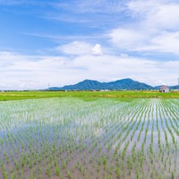 田んぼの横を通った瞬間「たかしがいる！」指を先にあったものとは！？