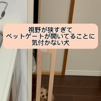 「おっちょこちょいすぎw」「視野狭すぎひん！？」ペットゲートが思いっきり開いているのに立ち往生するワンちゃん