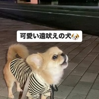 「もっとはやく出会いたかった」「５ｍ先にも届かなそうなサイレンｗ」SNSで話題のうわうわ犬！？可愛すぎる独特ななき声にハマる人続出中