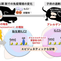 妊娠中の母体の喘息やストレスが子供の喘息を悪化させるメカニズム