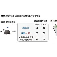 楽しい体験とともに感じた床面の記憶を強化する神経メカニズム