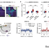 メスの提示による早期ノンレム睡眠時の扁桃体-M2-S1間の同期発火増強