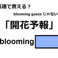 英語で「開花予報」はなんて言う？