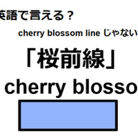 英語で「桜前線」はなんて言う？