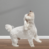 飼い主の鼻歌に”遠吠え”する愛犬　鼻歌をやめるとまさかの様子に…「パパだってばー」