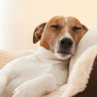捨て犬を迎え入れた家族　ある日、学校から帰宅すると…まさかの姿に「ありがとう」