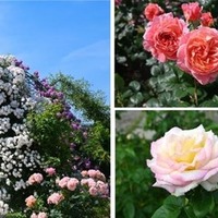 万博記念公園 春のローズフェスタ（イメージ）