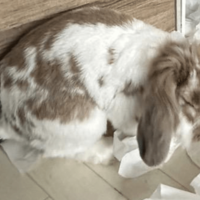 飼い主を待つ耳垂れうさぎ　帰宅すると部屋の光景に…「言葉が出ない」「笑った」