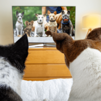 テレビを見る愛犬　小型犬が映った瞬間→まさかのアピールに「思わず笑った」「健気だ」