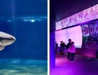 サメの種類日本一、大洗水族館で特別バックヤードツアー6/22