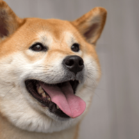 ペットハウスに喜ぶ柴犬　中で暴れていると勢い余り…「笑いが止まらない」