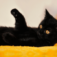 ベッドで寝ていると愛猫が上に乗ってきて…→可愛い行動に「まるで握手」
