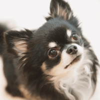 白黒のチワワを飼う家族　成長していくうちに→まさかの変化に「驚いた」「今では笑い話」