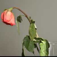 瀕死状態だった薔薇の苗　2年後の姿に…「満開の美しい花」「植物は本当に強い」