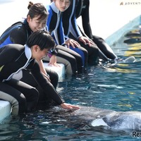 イルカとの触れ合いのようす