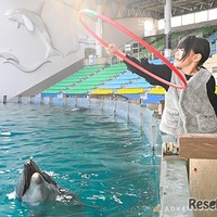 Play with Dolphin