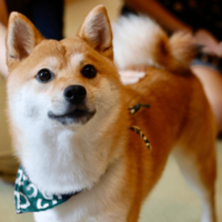 敏感すぎる柴犬…禁句の”おふろ”を言い換えたら⇒まさかの状態に「思わず笑った」