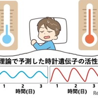 体内時計の仕組み: 高温で遺伝子活性の波形がひずむことで周期を保つという理論とその検証