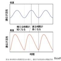 体内時計の周期安定化を導く、遺伝子活性波形の理論予測