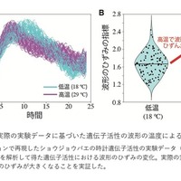 実際の実験データに基づいた遺伝子活性の波形の温度による違い