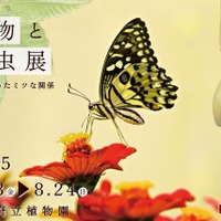 【夏休み2025】京都府立植物園「植物と昆虫展」8/24まで、自由研究にも