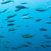【観察】海の生き物を観察しよう