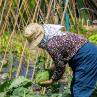 農家をやっている80代の祖父母　孫「こんなに食べれないよ」⇒祖父母から”送られてきた物”に「何歳になっても孫」