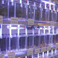 身近な海の生きもの研究所