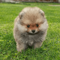 生後6ヶ月のポメラニアン…飼い主がいたずらを□ると⇒愛犬の”拗ねたときの行動”に「かわいい」
