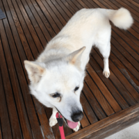 散歩に大喜びな愛犬　しかし、リードを付けた瞬間⇒玄関から”動かない理由”に「どっちなの？」「しっぽだけは元気」
