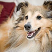 家に入れなくなった家族…「鍵を開けて」と犬に声をかけると⇒愛犬の”予想外の行動”に「笑った」「天才」