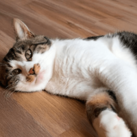 お腹が腫れている猫…慌てて病院へ行くと→獣医の“衝撃の一言”に「笑った」
