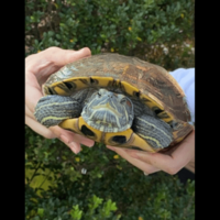 ベランダで飼っている亀　なぜかエレベーターの近くで発見⇒「なんでここに？！」亀がいた”まさかの理由”に驚愕