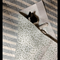 保護猫を飼う飼い主　猫がゴロゴロしていると⇒まさかの状態に「猫クレープ」「自分で包まった」