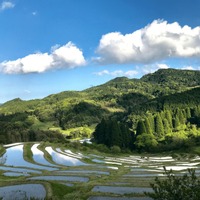 鴨川の大山千枚田（提供写真）