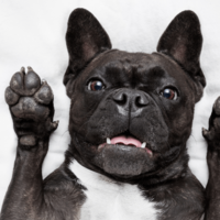 帰宅しても”お迎えしない愛犬”に違和感…心配で寝室を覗くと⇒愛犬「しまった！」まさかの行動に爆笑！？