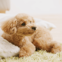 エアコンの風が好きな犬　お気に入りのぬいぐるみを集めると⇒思いがけない行動に「なんて可愛いの！」