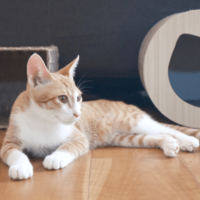 リモートワーク中…愛猫が資料チェック！？⇒敬語で報告した結果「にゃんこ上司」「上司の巡回」