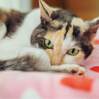 いつもありがとう！ やすらぎ治療室の看板猫・ミケちゃんの「ひまわりスマイル」に今日も癒される【ミケちゃんとやすらぎさん #２】