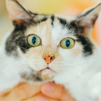 未確認飛行物体発見！ 真剣におもちゃのトンボで遊ぶ看板猫・ミケちゃんに注目【ミケちゃんとやすらぎさん #４】