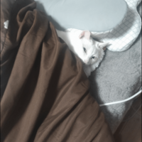 部屋からいなくなった猫　ベッドに入ろうとした瞬間⇒「同化しすぎ」まさかの場所に驚き！