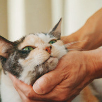 誰にも邪魔されない至福の時間！ 飼い主に優しくナデナデされて溶ける看板猫・ミケちゃん【続 ミケちゃんとやすらぎさん #２】